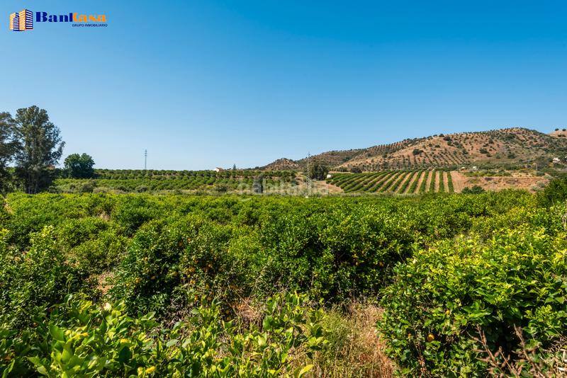 Foto f6b55834-50e8-473a-a2bd-676348e72c80. Finca rústica ¡oportunidad única! finca rústica ecológica de limones en plena producción en Pizarra