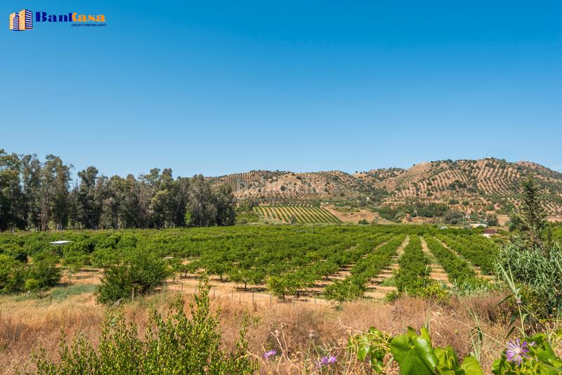 Foto f87abf85-c5c1-45fd-8beb-21412af5670a. Finca rústica ¡oportunidad única! finca rústica ecológica de limones en plena producción en Pizarra
