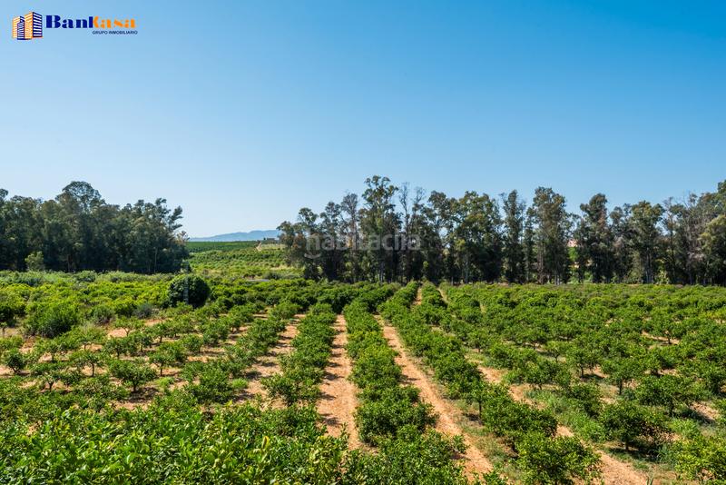 Foto fb353610-172f-4d6b-93a9-36ff8d149303. Finca rústica ¡oportunidad única! finca rústica ecológica de limones en plena producción en Pizarra