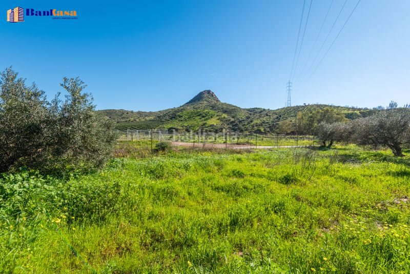 Foto 07a147f9-3ba9-4c7e-ac02-e98e91fb686e. Finca rústica a Campanillas Málaga