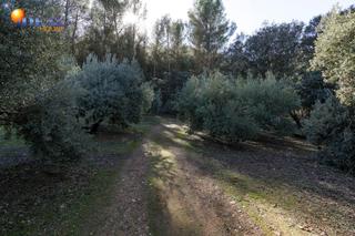 Finca rústica  Camino de moclin. Excelente olivar en el chaparral albolote