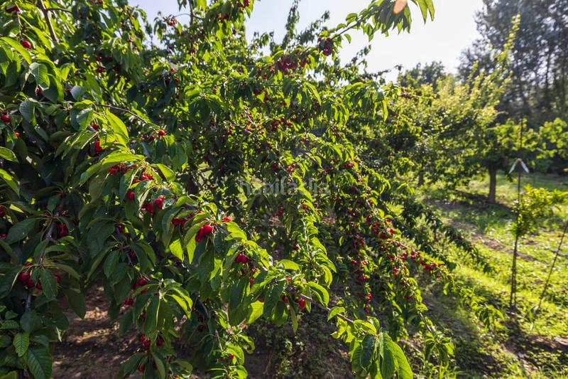 Foto 19b78b76-caff-4aed-a076-e0e6c2712347. Propriété dans paseo paseo duquesa s/n dans Pinos Genil