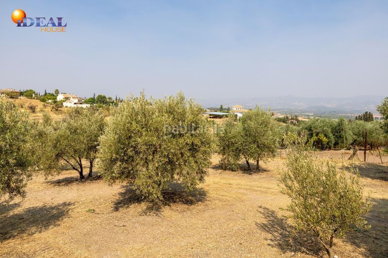 Foto 0f962984-d856-4197-b1a0-6acd44d9cd34. Masía en calle de moraleda a cómpeta 22 encanto rústico con casita y olivos en moraleja de zafayona en Moraleda de Zafayona
