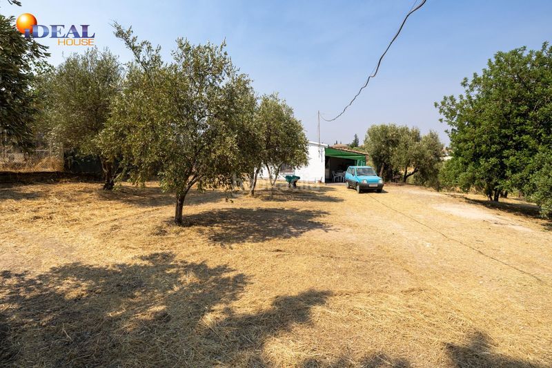 Foto 646c62dd-9bfb-4129-b6a2-f7dcc4eb68b7. Masía en calle de moraleda a cómpeta 22 encanto rústico con casita y olivos en moraleja de zafayona en Moraleda de Zafayona