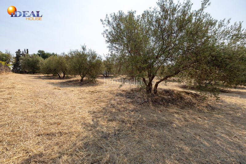 Foto ca9b0878-78a4-460e-be28-a831b67463f6. Masía en calle de moraleda a cómpeta 22 encanto rústico con casita y olivos en moraleja de zafayona en Moraleda de Zafayona