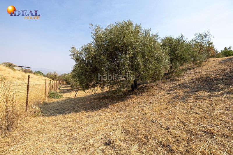 Foto ea25461d-9bfe-4cfc-9bdd-2219b5a59e00. Masía en calle de moraleda a cómpeta 22 encanto rústico con casita y olivos en moraleja de zafayona en Moraleda de Zafayona