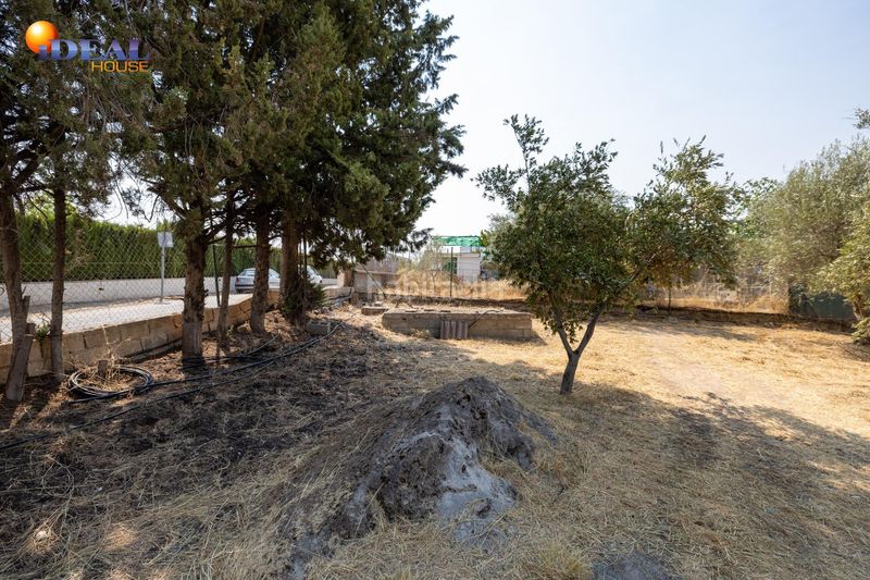 Foto f00d8676-74d3-4425-99c0-e41409ce1b0d. Masía en calle de moraleda a cómpeta 22 encanto rústico con casita y olivos en moraleja de zafayona en Moraleda de Zafayona