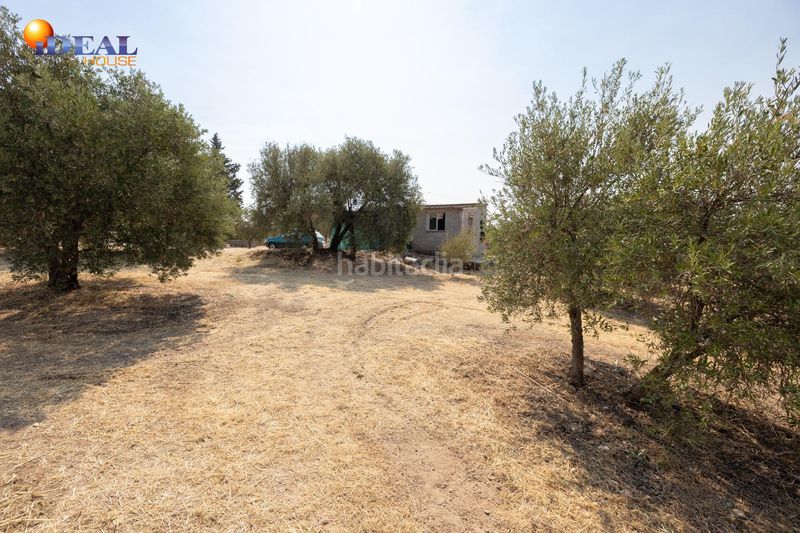 Foto f13a9d70-55d4-45e5-90ad-3ac4008bb80d. Masía en calle de moraleda a cómpeta 22 encanto rústico con casita y olivos en moraleja de zafayona en Moraleda de Zafayona