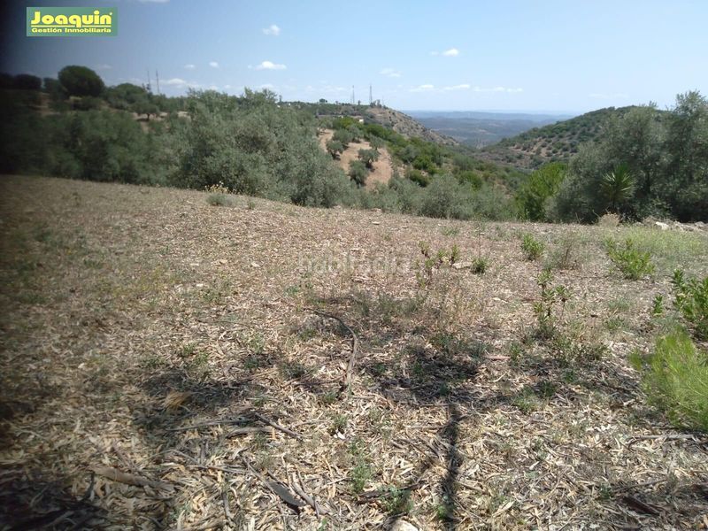 Foto 1ea2025e-e84a-4f00-a853-4c6d4f57b98c. Finca rústica a Las Jaras Córdoba