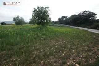 Finca rústica a Algaida. Finca rustica ubicada en algaida con proyecto y licencia caducad