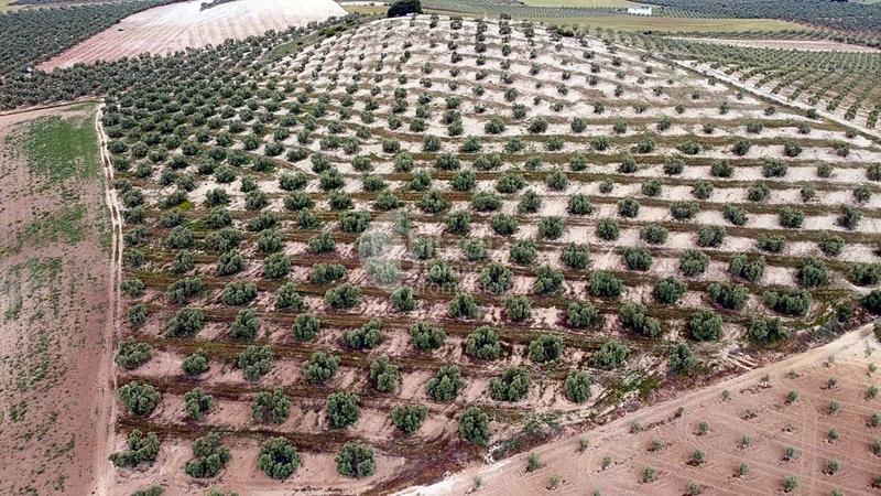 Foto 77c33901-7a9e-4397-94f7-f94cd3a5cc98. Terreny residencial a Campillos