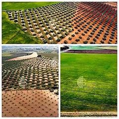 Terreny residencial a Campillos. Tlf whatsapp: (+34) 670,671,098. suelo con plantacion de calma,