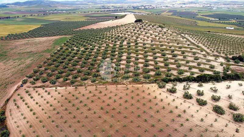 Foto 007a0555-41c8-4288-9d98-4567cfe6452b. Terreny residencial a Campillos