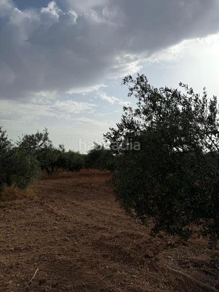 Foto 34db1f36-021f-4144-a61f-a3123302c23a. Finca rústica a Carmona