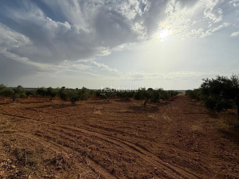 Foto 3b03e428-4294-4a00-919a-7d9d046f8e44. Finca rústica a Carmona