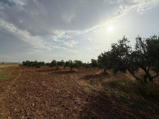 Propriété à Carmona. Parcela de olivar en el término de carmona!!