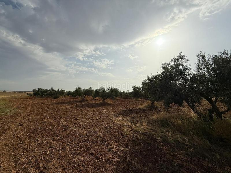 Foto 7b4bf532-21d1-4bc8-b18c-7fffd8af5b73. Finca rústica a Carmona