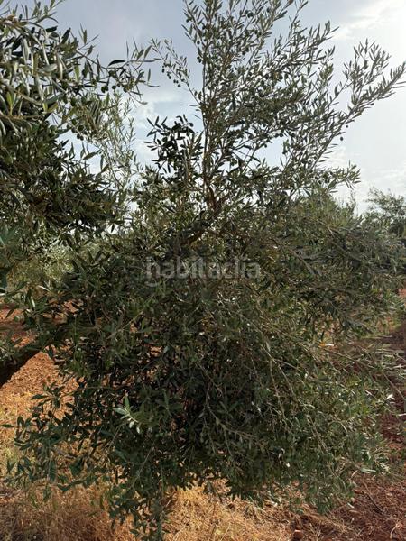 Foto a055a761-71f7-432b-80e2-c5b3b8dbc25b. Finca rústica a Carmona