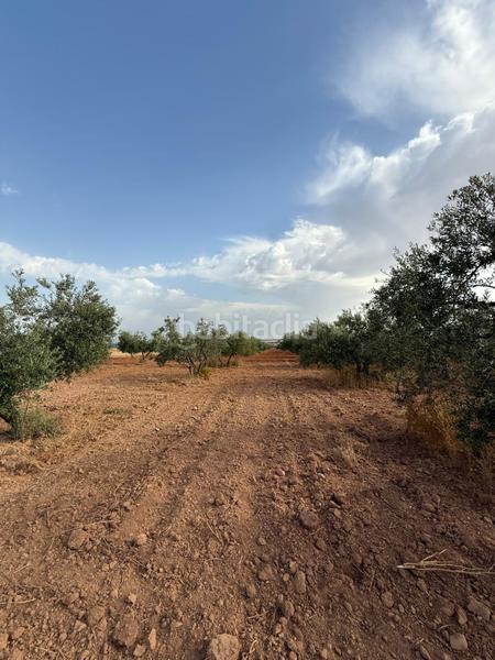 Foto a1c3f9c0-7f55-4b91-9b1e-aeb343932e72. Finca rústica a Carmona