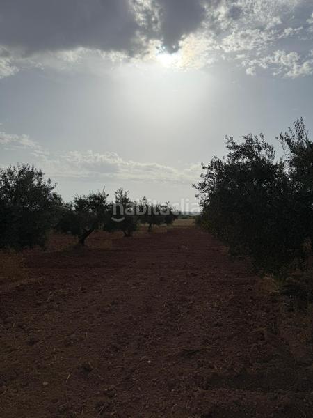 Foto a2b1a85c-d135-40d8-9724-52b9aa6a89b9. Finca rústica a Carmona