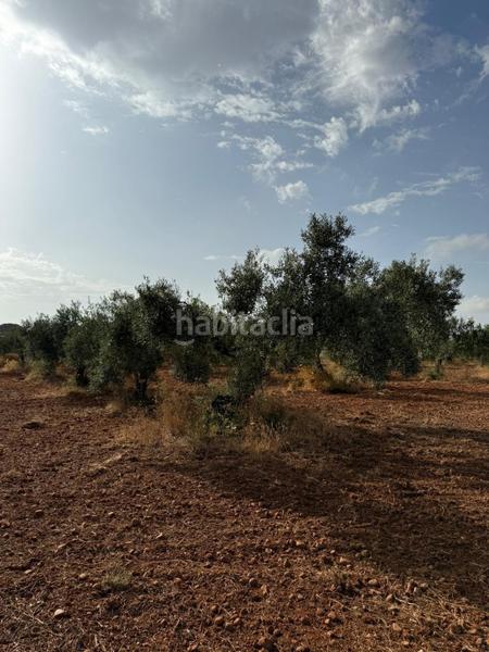 Foto be7d0d4a-954e-493e-94e0-30d74352b3a4. Finca rústica a Carmona