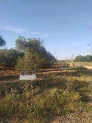 Rural plot in Almensilla. Subparcela de secano en almensilla!!!!