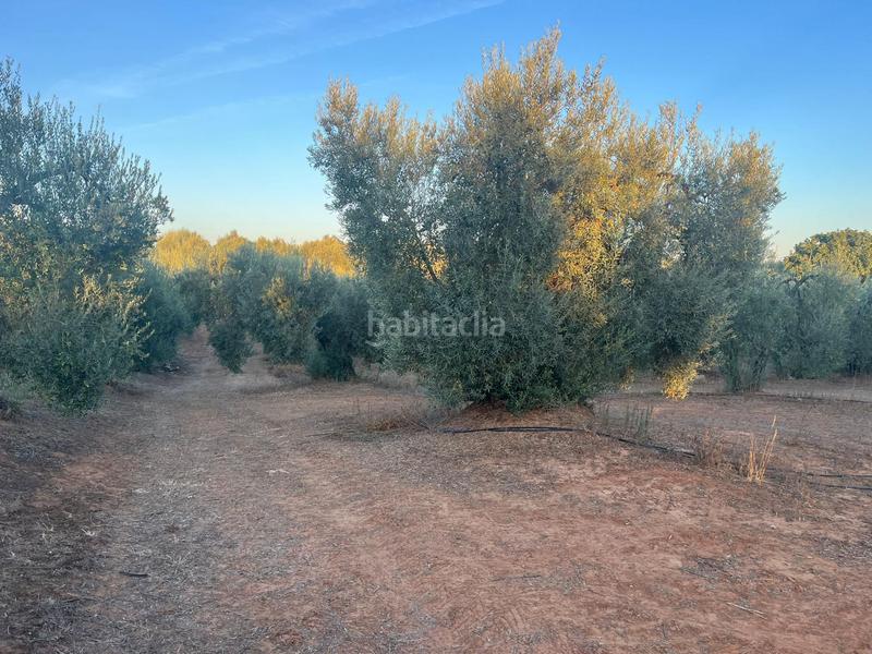 Foto 343ff6b0-8b17-4e94-adef-f2de1a805cf3. Landgut in Huévar