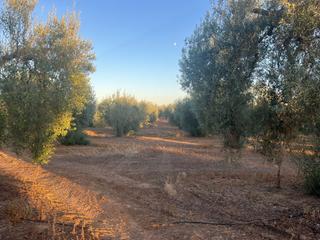 Finca rústica a Huévar. Finca de olivar en huévar del aljarafe!!
