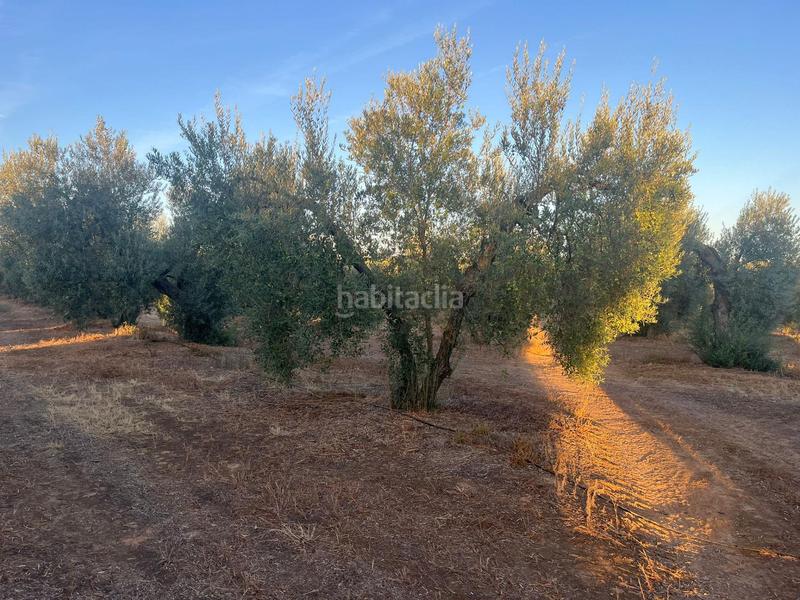 Foto 852b6aae-1322-4384-b8c3-761ba54d0e35. Landgut in Huévar