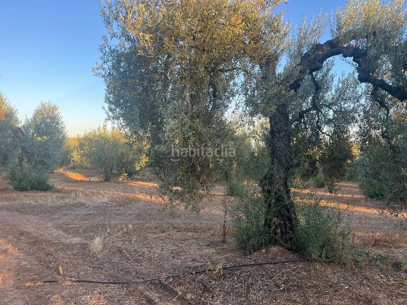 Foto c8110696-8606-46ed-a71e-0d16b382eabd. Landgut in Huévar