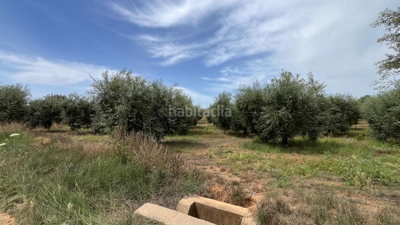Foto 7e69dbab-855a-4d24-847d-0e5448ef0e93. Finca rústica a Pilas