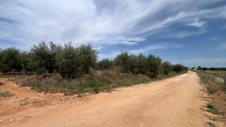 Finca rústica  Polígono la pitifla. Terreno rural en venta en pilas