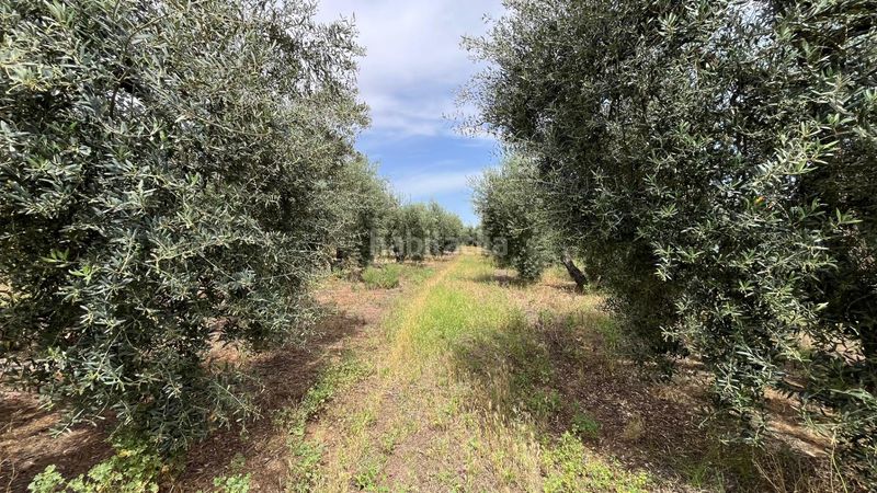 Foto f3d58ae0-6452-4d1c-a66c-d4a8a82c6481. Finca rústica a Pilas