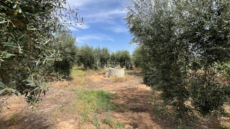 Foto fe687703-7ba8-48a6-8baf-211afbf8f5f2. Finca rústica a Pilas