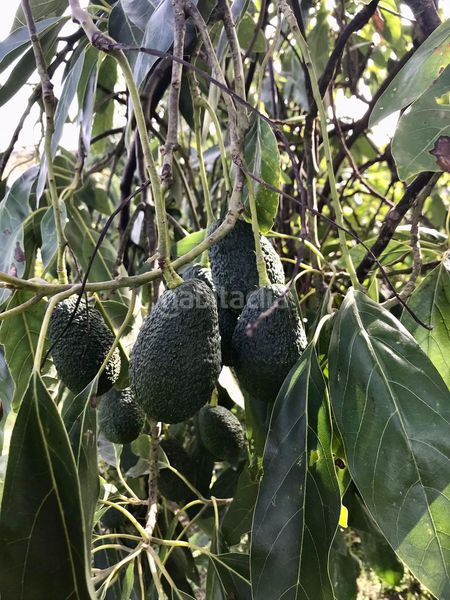 Foto 6b9c6c87-b4da-44c7-bd78-5c280570a923. Chalet mit kamin parking pool in Benahavís pueblo Benahavís