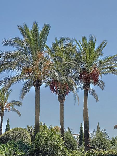 Foto 1babbd8e-3e61-4006-9484-796e10aa5de9. Dúplex en calle frank sinatra 166 dúplex en venta en complejo de glf Los Flamingos, benahavis 0, en Benahavís