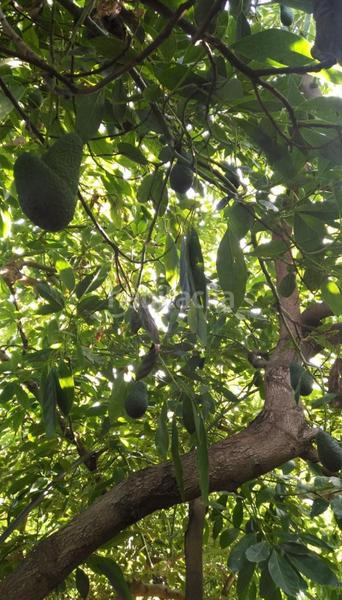 Foto 2922b4d5-1792-45fd-b651-979793654b77. Mas dans altos de Estepona Estepona