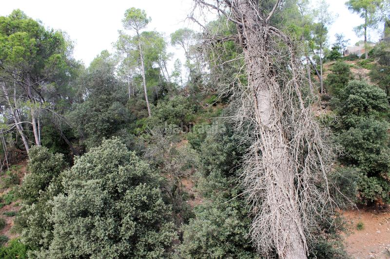 Foto a5e01888-267a-4938-8218-a8409bad64cd. Wohngrundstück in carrer del mas gelat 37 in Torrelles de Llobregat