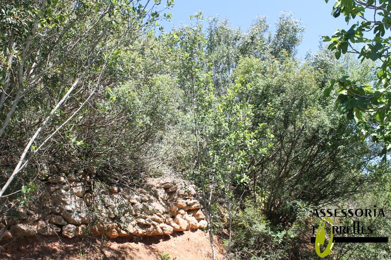 Foto cdb5155a-eb95-4a8b-8dac-5cac3dd382c4. Terrain résidentiel dans Torrelles de Llobregat