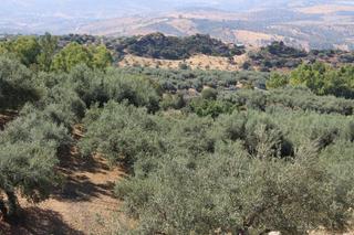 Rural plot in Periana. Finca rústica de olivos  de 12.660 m2  en periana málaga.