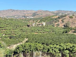 Rural plot in Viña Málaga. Finca de 100.000 m2 plantada de mangos y aguacates con una gran