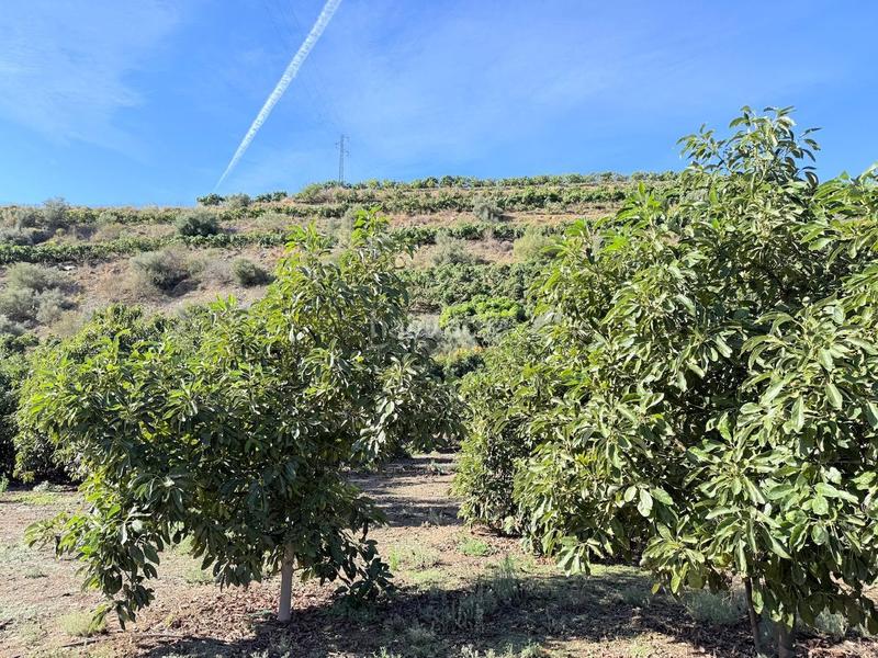 Foto 0f10878c-02c2-44e2-bbc6-e077f4acaadb. Propriété dans Viña Málaga Torre del Mar