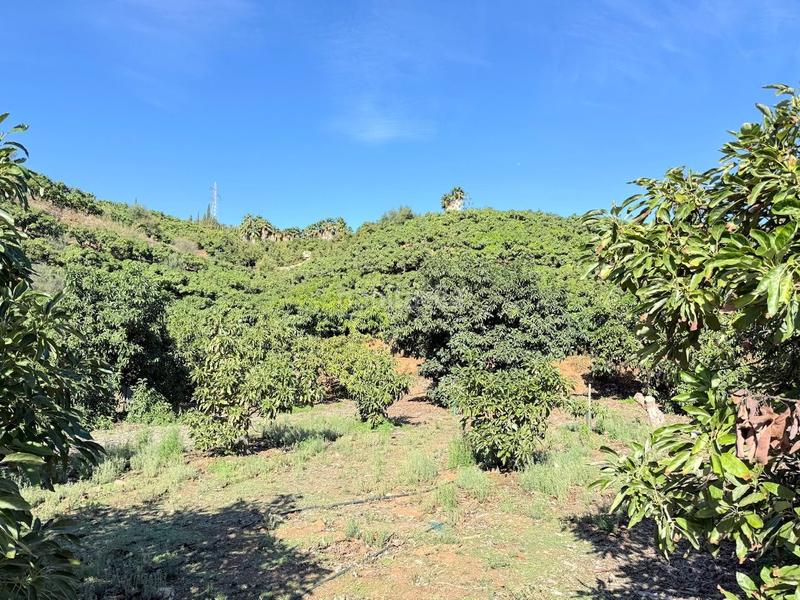 Foto cc18215a-0b35-4b82-bc16-0b6add5395e8. Propriété dans Viña Málaga Torre del Mar