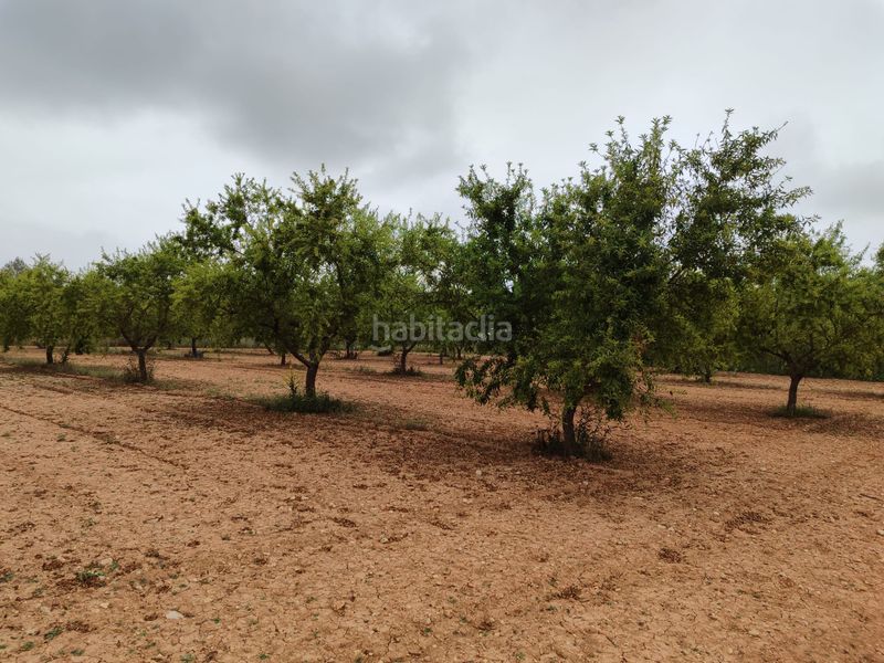 Foto b31f02e1-be65-4f55-88ba-22e52fd94bef. Finca rústica a Benigànim