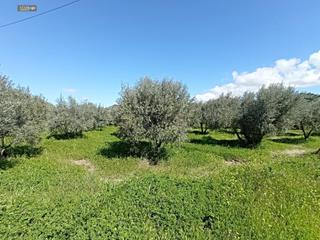 Fondo rustico in Campanillas. Terreno de regadío en costilla campanillas