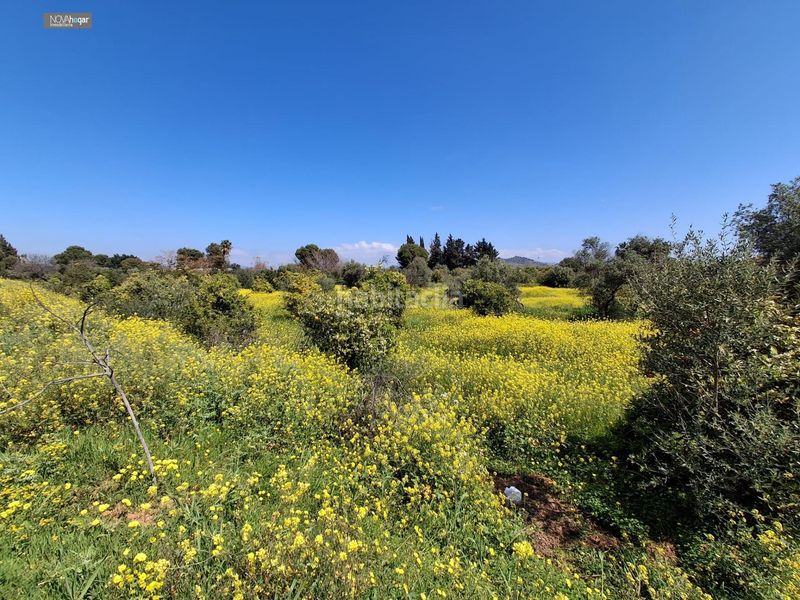 Foto 0dea0112-89f9-4829-9509-0710b3264073. Finca rústica a Campanillas Málaga