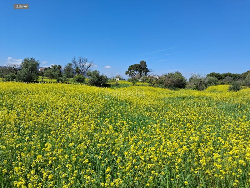 Foto fb794343-0cc4-4f06-b2ff-0f40a13d626c. Finca rústica a Campanillas Málaga