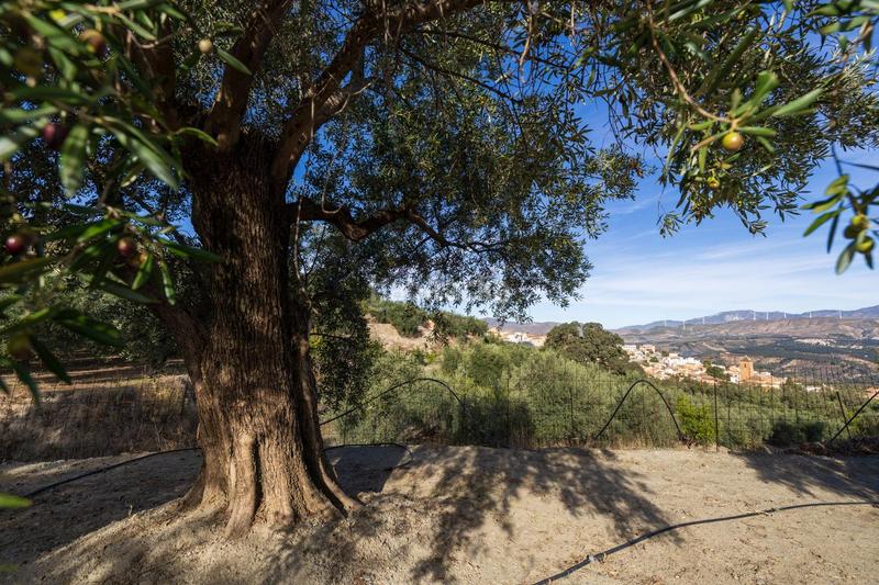 Foto 1710a05a-86d8-4873-a5ea-3fb59887cd0a. Finca rústica a Lecrín