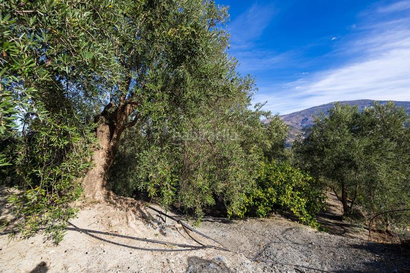 Foto 174459f7-8886-44f3-a708-6ee51aa055ae. Finca rústica a Lecrín