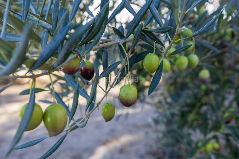 Foto 5c901a03-6fd1-42d5-95cc-d8f7d148a21d. Finca rústica a Lecrín